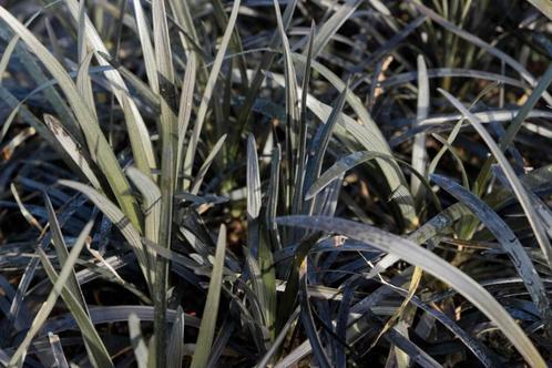 Ophiopogon Niger -  Zwart siergras, Tuin en Terras, Planten | Tuinplanten, Siergrassen, Vaste plant, Halfschaduw, Verzenden