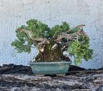 Jeneverbes bonsai (Juniperus) - Hoogte (boom): 15 cm -