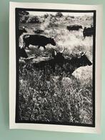 Thirrry Valentin - Camargue 2013, Antiek en Kunst, Kunst | Schilderijen | Modern