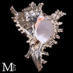 Natuurlijke Murex Ramosus schelp met zilver elektrolyse, Verzamelen, Mineralen en Fossielen