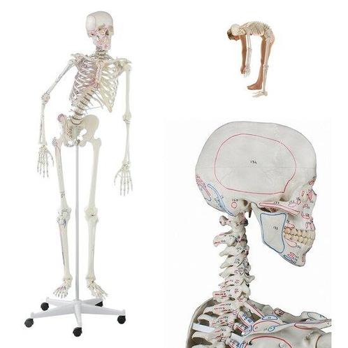 Anatomie model menselijk skelet met origo en insertie van..., Sport en Fitness, Overige Sport en Fitness, Verzenden