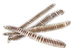 Step fruit 25-40cm. White Tip Step fruit 25-40cm. 10pcs, Ophalen of Verzenden, Nieuw