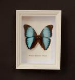 Vlinder Taxidermie volledige montage - Morpho deidamia -