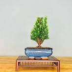 Hinoki cipres bonsai (Chamaecyparis obtusa) - Hoogte (boom):