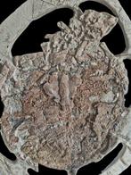 Zeldzame soorten schildpadden - Gefossiliseerd dier -, Verzamelen
