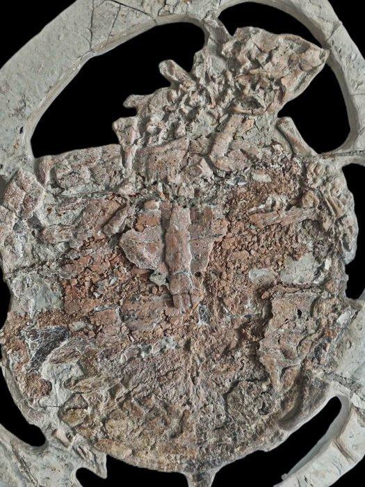 Zeldzame soorten schildpadden - Gefossiliseerd dier -, Verzamelen, Mineralen en Fossielen