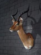 Impala Taxidermie wandmontage - Aepyceros melampus - 40 cm -, Verzamelen, Dierenverzamelingen, Nieuw