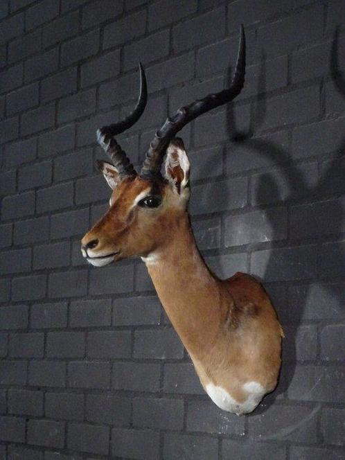 Impala Taxidermie wandmontage - Aepyceros melampus - 40 cm -, Verzamelen, Dierenverzamelingen