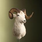 Dalls Schaap Taxidermie Opgezette Dieren By Max, Verzamelen, Dierenverzamelingen, Ophalen of Verzenden, Nieuw, Wild dier, Opgezet dier