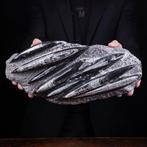 Fossiele specimens - Perfecte omstandigheden - Orthoceras -