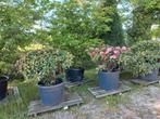 Rhododendron yak. Excelsior, Tuin en Terras, Planten | Bomen, Ophalen