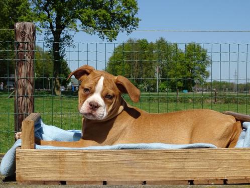 Old English Bulldog pups! | Mogen mee! | Hartelijk Welkom., Dieren en Toebehoren, Honden | Bulldogs, Pinschers en Molossers, Meerdere