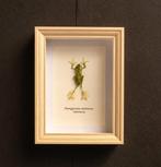 Kikker Taxidermie volledige montage - Zhanggixalus, Verzamelen, Nieuw