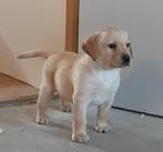 TOP, Blonde Labrador pups wit en geel STAMBOOM Erkend Kennel, Dieren en Toebehoren, Meerdere, 8 tot 15 weken, Meerdere dieren