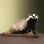 Das Taxidermie Opgezette Dieren By Max, Ophalen of Verzenden, Nieuw, Wild dier, Opgezet dier