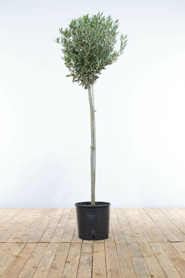 Olijfboom / Olea Europaea ministam 120-140 cm, Tuin en Terras, Planten | Tuinplanten