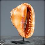 Zeer zeldzame natuurlijke Cassis Rufa Zeeslak schelp- 771.04, Nieuw