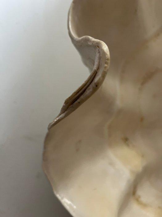 Doopvontschelp Zeeschelp - Tridacna gigas - with proof of, Verzamelen, Dierenverzamelingen