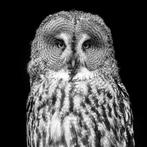 Marco Simoni - Owls - 130 cm & 152 cm, Antiek en Kunst