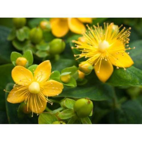 Sint Janskruid - 100 Vegan Capsules, Sport en Fitness, Gezondheidsproducten en Wellness, Poeder of Drank, Nieuw, Verzenden