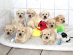 SUPER LIEVE EN BLIJE LABRADOR PUPS, Dieren en Toebehoren, Nederland, Labrador retriever, Meerdere, Meerdere dieren