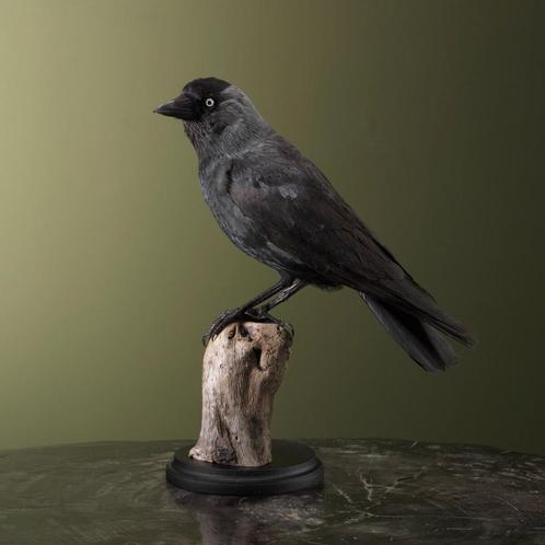 Kauw Taxidermie Opgezette Dieren By Max, Verzamelen, Dierenverzamelingen, Opgezet dier, Nieuw, Vogel, Ophalen of Verzenden