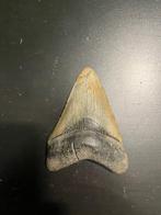 Megalodon - Fossiele tand - 90 mm - 70 mm, Verzamelen
