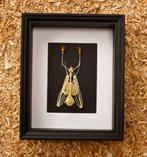 Skelet vleermuis Taxidermie volledige montage - Skelet, Antiek en Kunst, Curiosa en Brocante