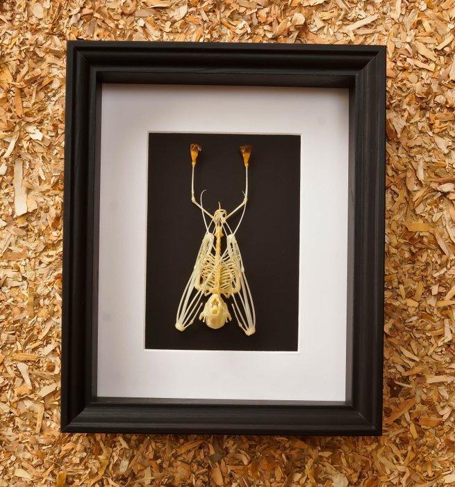 Skelet vleermuis Taxidermie volledige montage - Skelet, Antiek en Kunst, Curiosa en Brocante