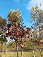 Acer platanoides Crimson Sentry esdoorn, Ophalen