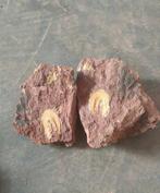 Trilobiet - Gefossiliseerd dier - Harpetida - 13 cm - 12 cm