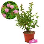 spierstruik Spiraea Densiflora + Pot 17cm, Tuin en Terras, Planten | Tuinplanten, Verzenden