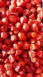 Physalis Rood Lampionnetjes 5 stuks, Ophalen of Verzenden, Nieuw