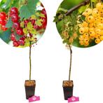 Aalbes op stam Ribes rubrum Rood Wit + Pot 17c, Tuin en Terras, Planten | Fruitbomen, Volle zon, Verzenden