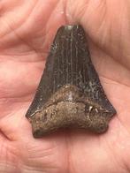 Megalodon tand 4,2 cm - Fossiele tand - Carcharocles, Nieuw