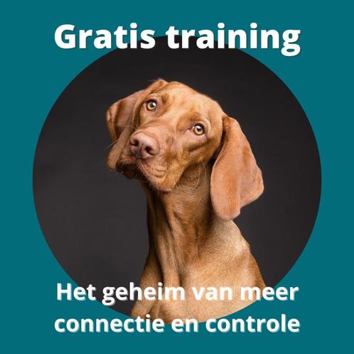 Gratis training 7 inzichten over hondengedrag, Diensten en Vakmensen, Dieren | Honden | Verzorging, Oppas en Les, Training of Cursus