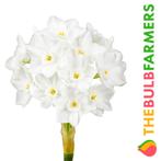 The Bulb Farmers - 40 x Narcis Paperwhite - wit, Verzenden, Najaar, Volle zon, Bloembol