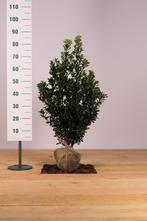 Hulst Heckenstar/Ilex meserveae Heckenstar 50t/m200cm, Ophalen of Verzenden, Overige soorten, Haag, 100 tot 250 cm