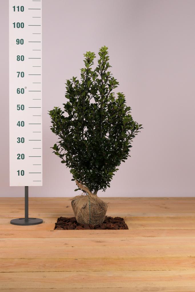 Hulst Heckenstar/Ilex meserveae Heckenstar 50t/m200cm, Tuin en Terras, Planten | Struiken en Hagen, Overige soorten, Haag, 100 tot 250 cm