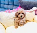 MALTIPOO thuisnestje, zeer sociaal en speels f1, Parvo, Overige rassen, 8 tot 15 weken, Meerdere