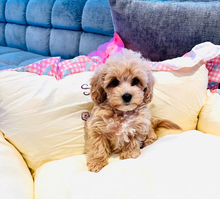 MALTIPOO thuisnestje, zeer sociaal en speels f1, Dieren en Toebehoren, Honden | Chihuahua's en Gezelschapshonden, Meerdere, Meerdere dieren