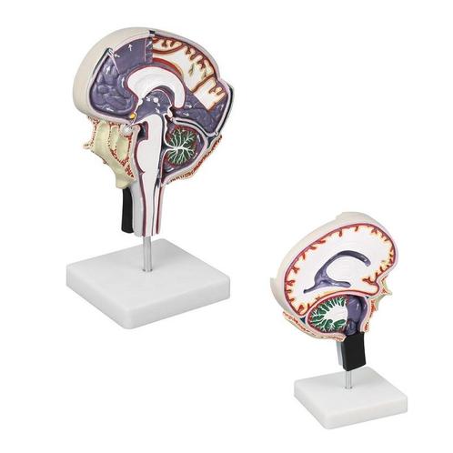 Anatomie model van de hersenen, hersenvliezen, Sport en Fitness, Overige Sport en Fitness, Nieuw, Verzenden