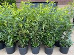 Laurier {Haagplanten} pot gekweekt GRATIS GELEVERD, Laurier, Haag, 100 tot 250 cm