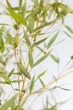 Bamboe / Phyllostachys Aurea 150-175 cm