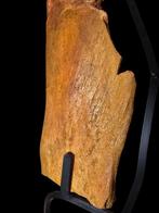 rugwal - Fossiel wervelbot - Spinosaurus - 100.5 cm - 30 cm, Verzamelen, Mineralen en Fossielen