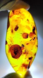 FOSSL-AMAZING!! Dominicaanse barnsteen - 65 ct- 13 g