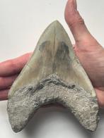 Grote Megalodon tand 14,4 cm - Fossiele tand - Carcharocles, Verzamelen