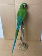Blauwe en gele ara mutatie Taxidermie volledige montage -, Nieuw