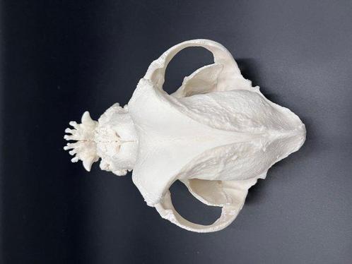 Hond Schedel - Engelse bulldog - 0 cm - 0 cm - 0 cm - (1), Verzamelen, Dierenverzamelingen