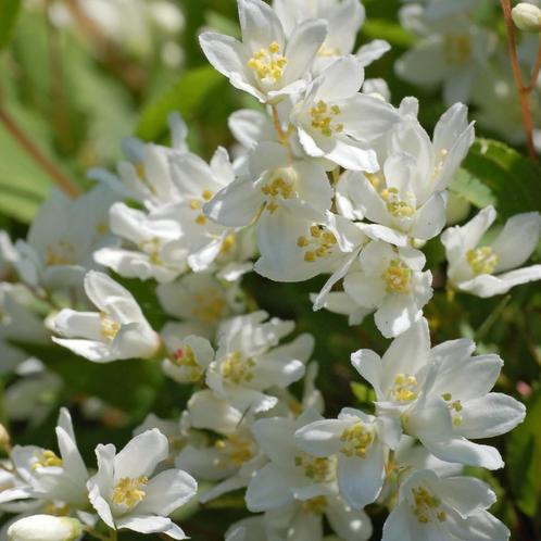 Deutzia gracilis Nikko - 10-20 cm, Tuin en Terras, Planten | Tuinplanten, Ophalen of Verzenden